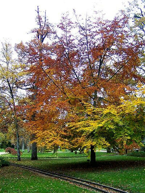 Scène d'automne au Parc de la Source