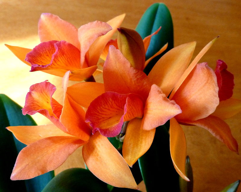 orchidée cattleya