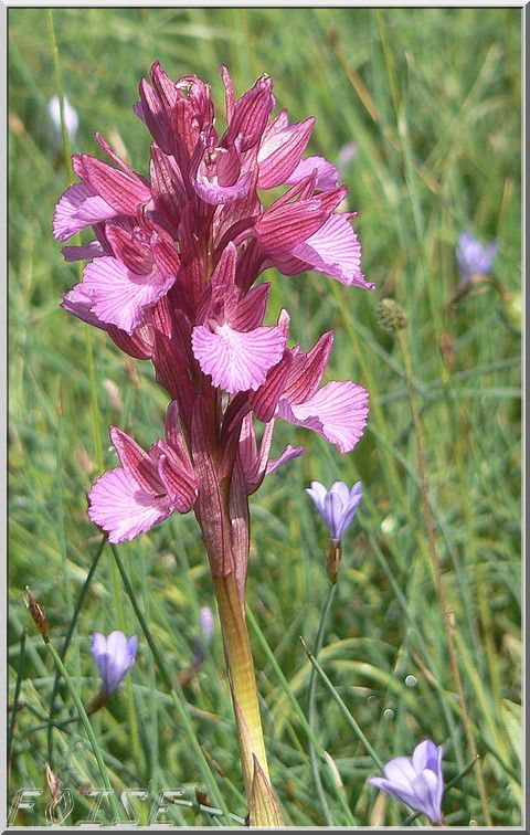 orchis_papillon