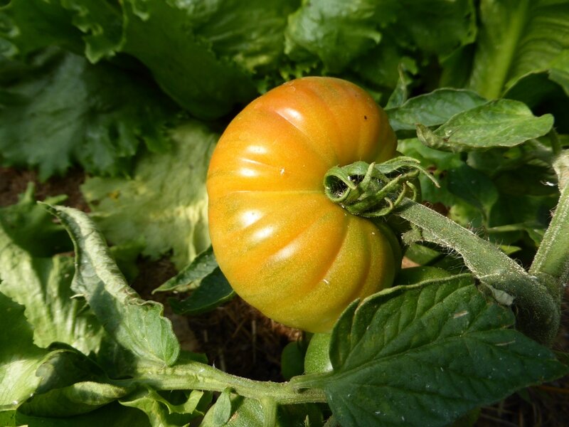 28-tomate joyau d'oaxaca