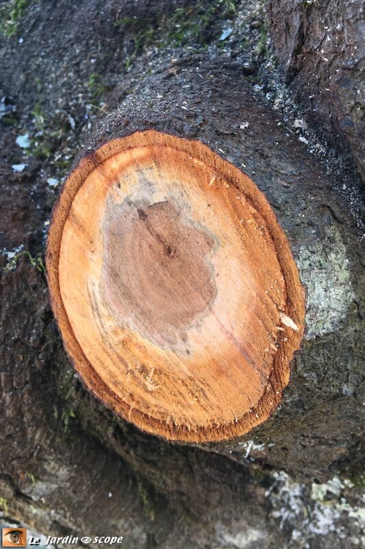 Phellin du prunier au cœur d'une branche