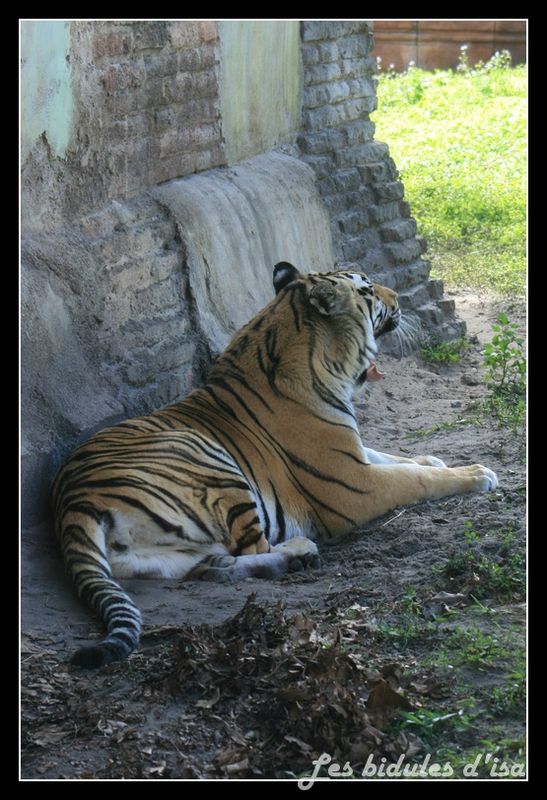 tigre (10)