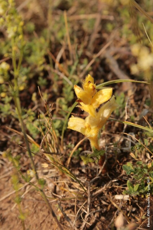 Photos JMP©Koufra 12 - Le Mas - blog - 2015-06-03- 00053