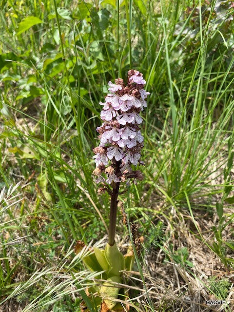 Orchidée pourpre