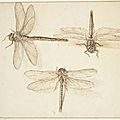 Harvard Art Museums to receive transformative gift of Dutch, Flemish, and Netherlandish drawings
