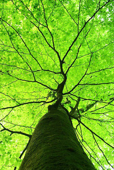 arbre-feuillage-vert