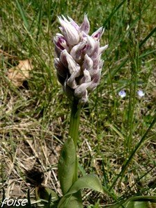 orchis_singe_16_avril_2008