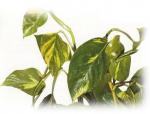 PHILODENDRON POTHOS