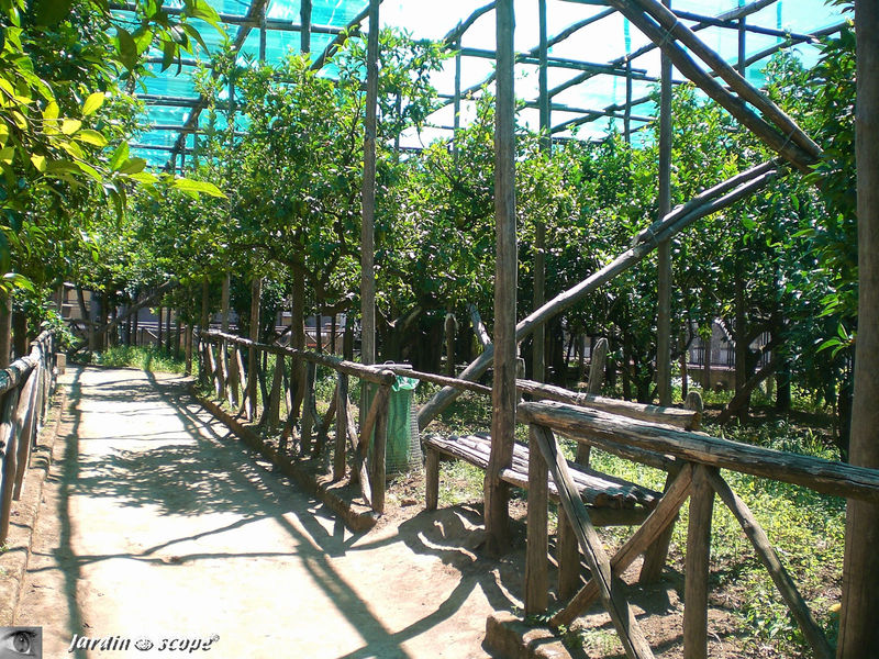 Banc au Giardino de Limoni ed arance a Sorrento (Italie)