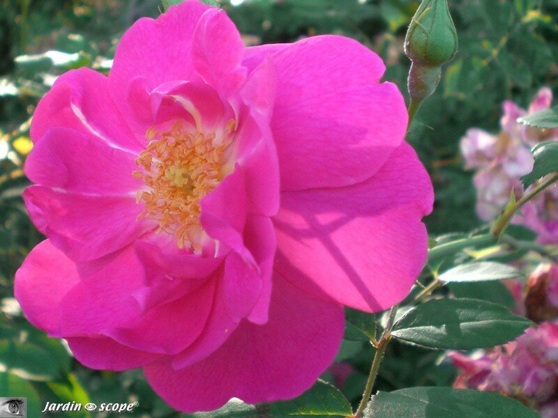Rose simple fuchsia veiné blanc (nom inconnu)