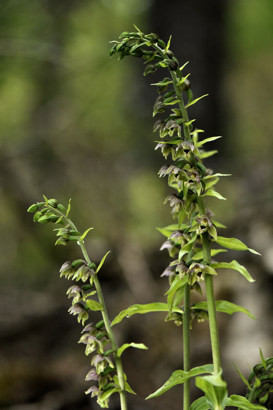 _DSC0290_Epipactis_distans