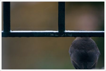 merle_balcon_dos_tempete_240109