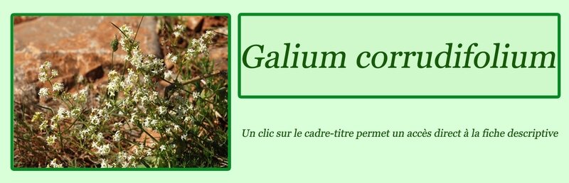 Galium corrudifolium