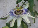 passiflore_010