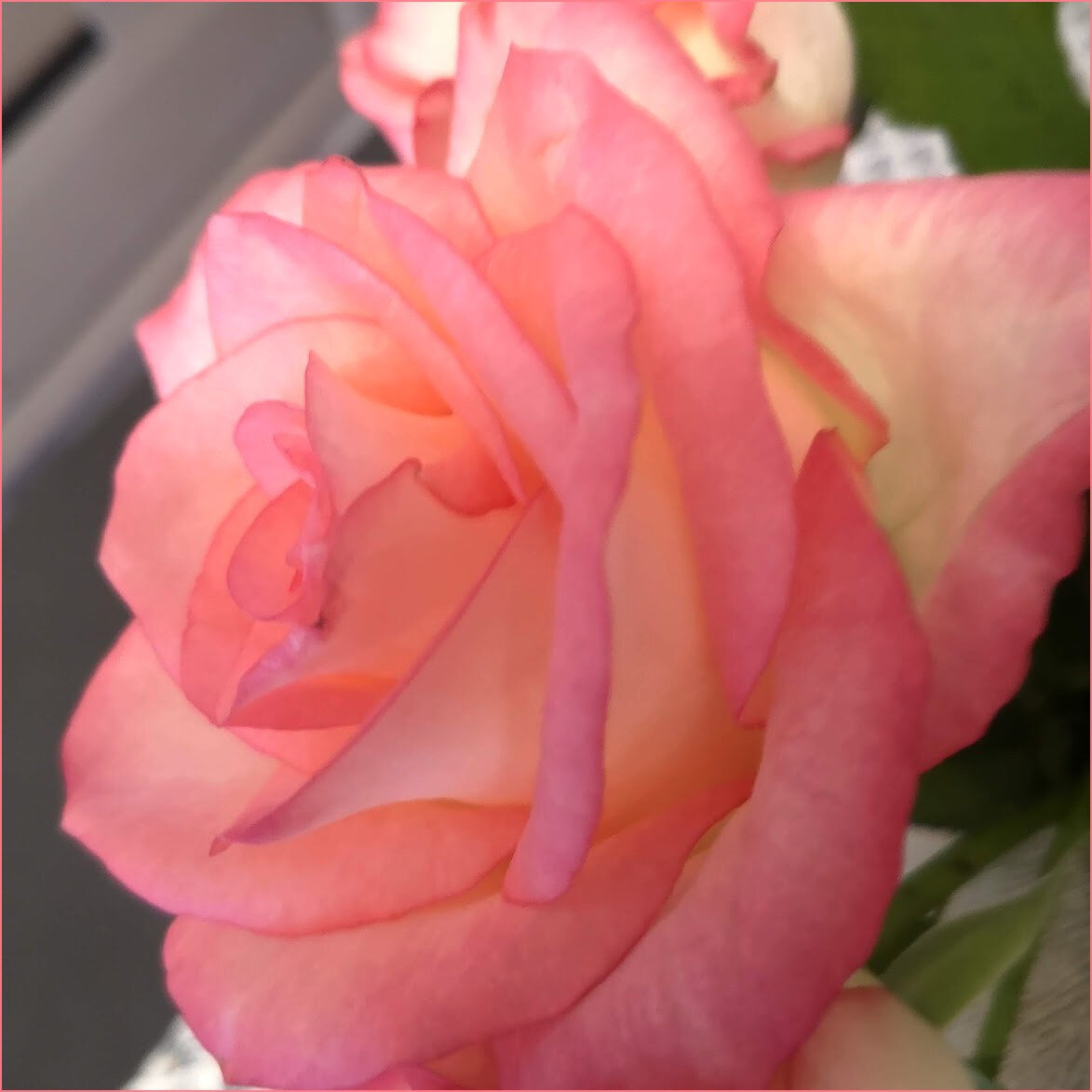 rosesrose3