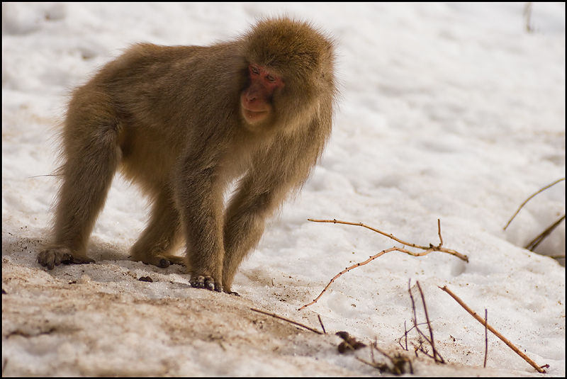 432-Singes-Nagano-1