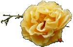Roses_th__petit_mod_le