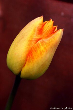 Tulipons_nous_c_