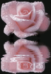 fleurs_fleurs_roses_00028