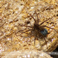 Cette araignée n’a pas un abdomen bleu !!!