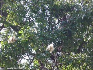 9072_Chorisia_speciosa