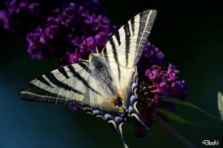 Papilio_machaon_A