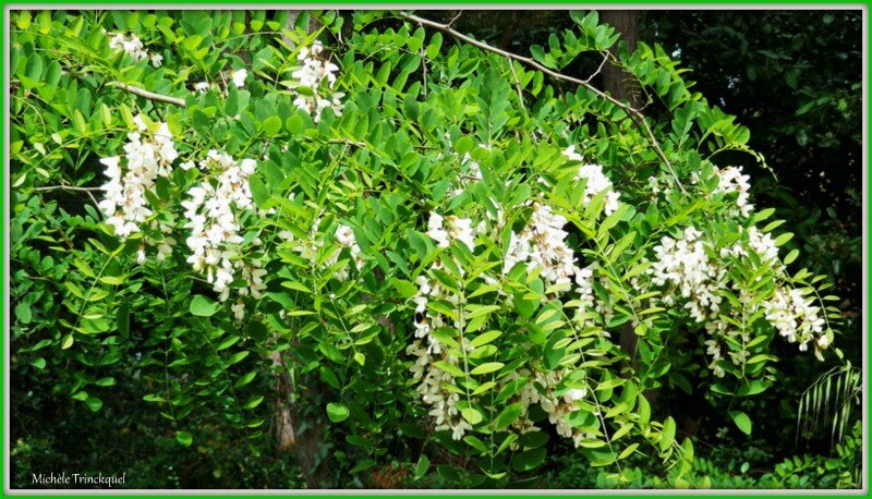 Fleurs d'Acacia 0605157