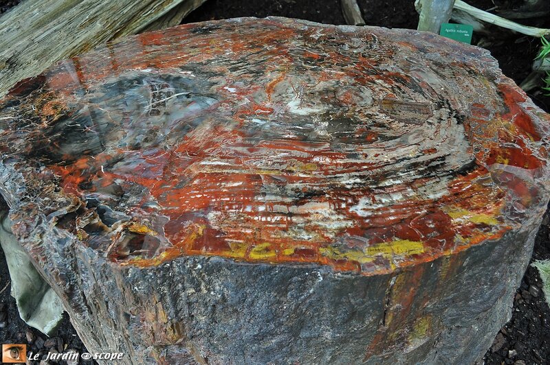 Tronc fossile silicifié d'Araucariacée