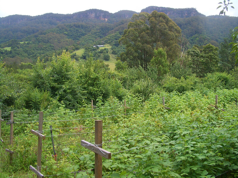 E9427-Wattamolla-raspberry-bushes (auteur author Vmenkov 18 décembre 2007)