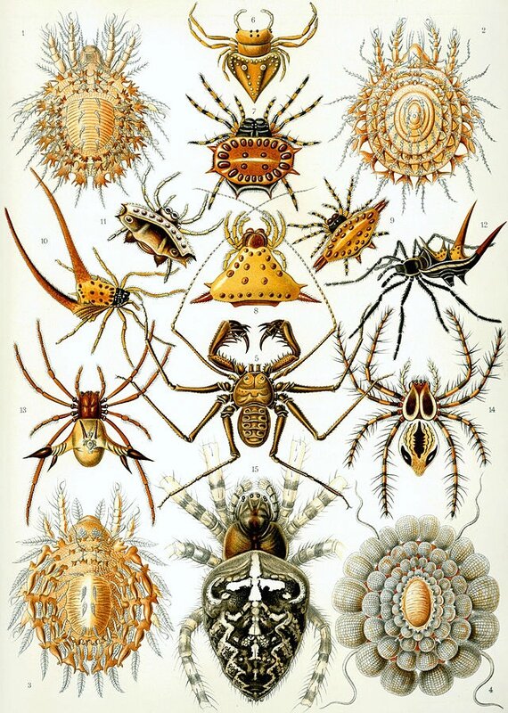 640px-Haeckel_Arachnida