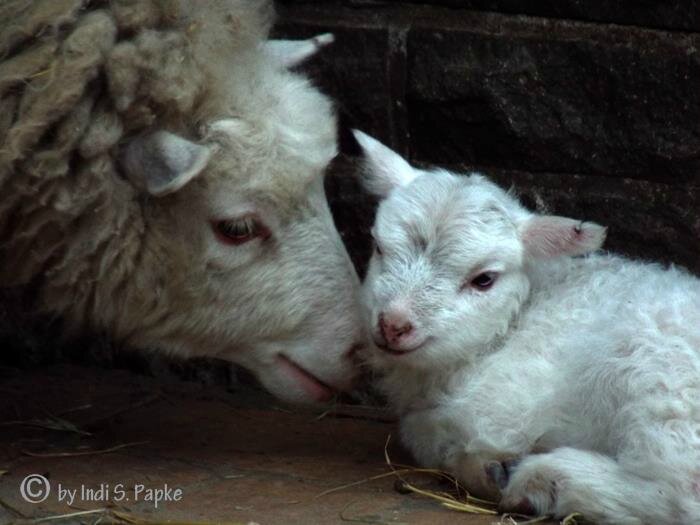 Mouton et agneau Indi S