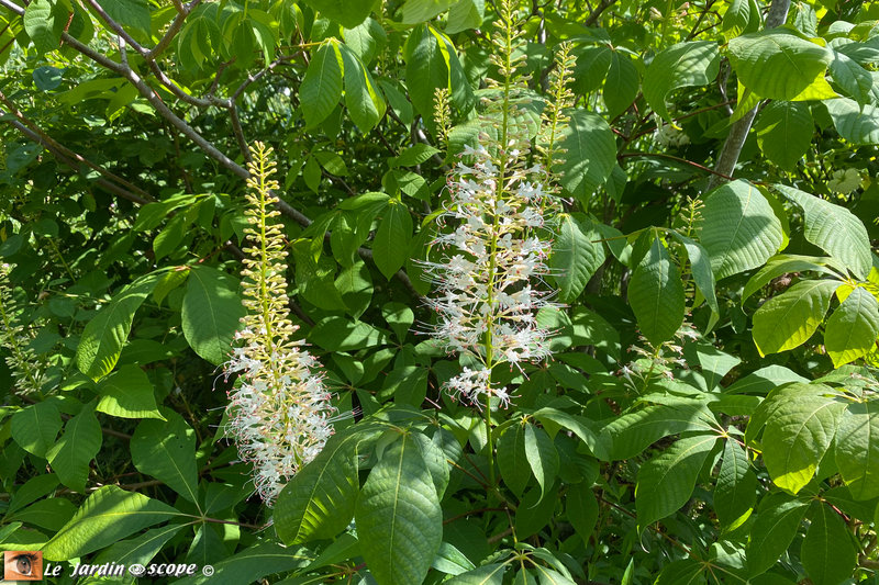 Aesculus-parviflora