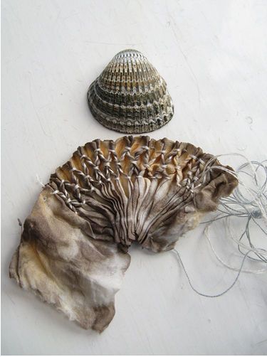 tinctory_coquillage