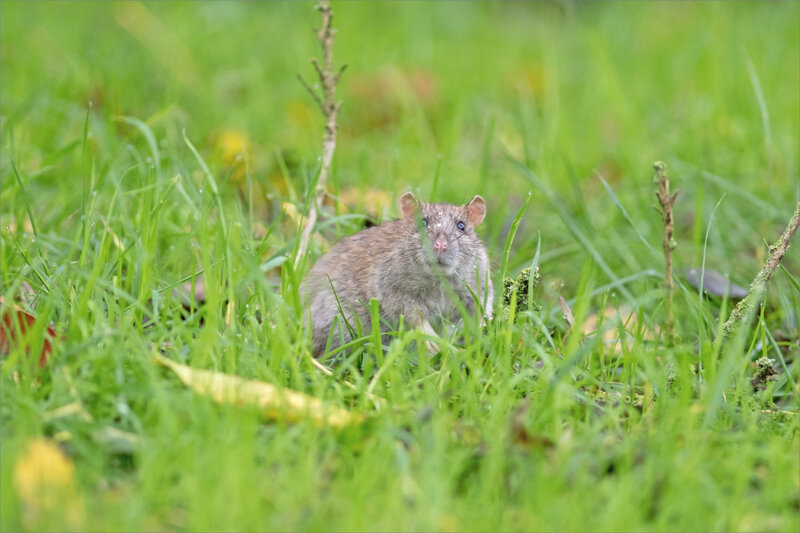 ville rat herbe mouillée 061119 4 ym