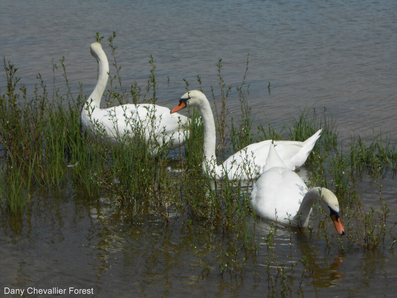 cygne7