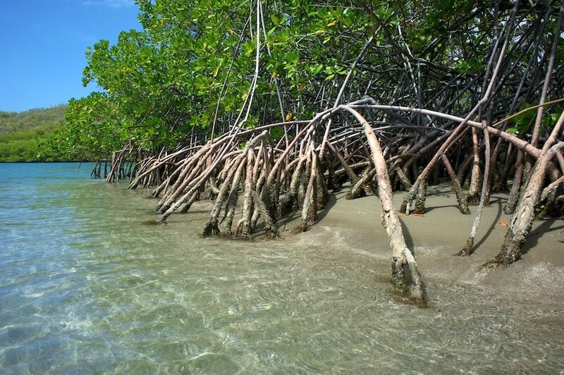 La_Caravelle_mangrove_plage