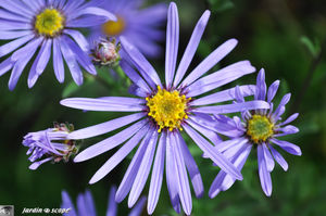 Aster_et_ros_e_2