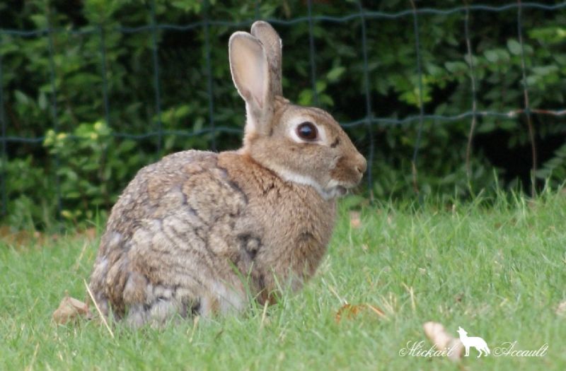 Le lapin commun ou lapin de garenne