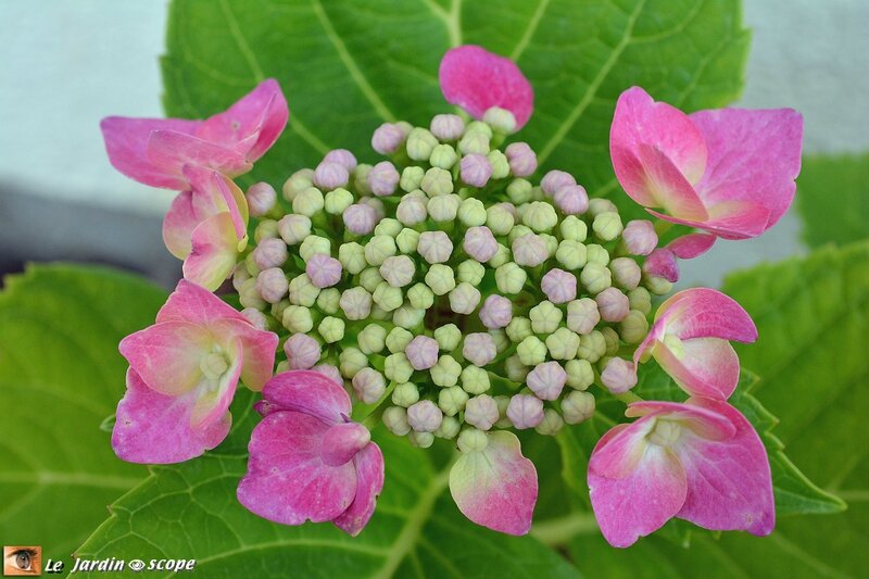 Hortensia