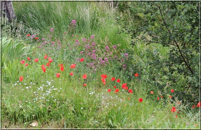 9juin2013compositioncoquelicotnature0056