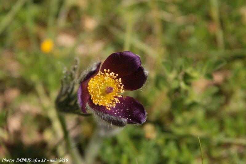 Photos JMP©Koufra 12 - Anémones - 21 mai 2016 - 00016 - 001