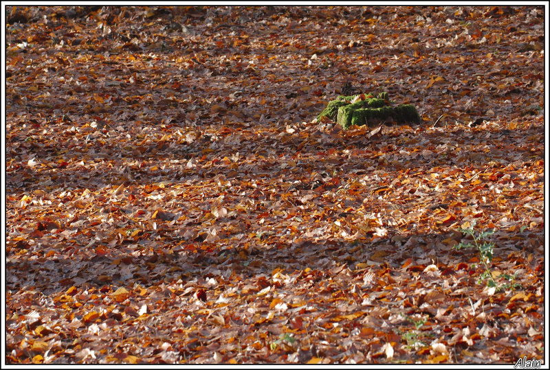 couleurs d'automne