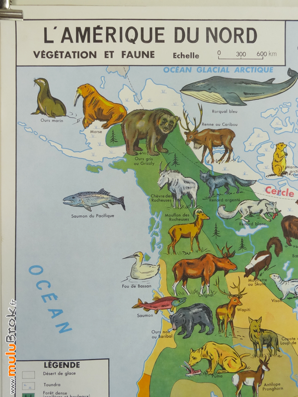 CARTE-Amérique-Nord-végétation-faune-1-muluBrok-Vintage