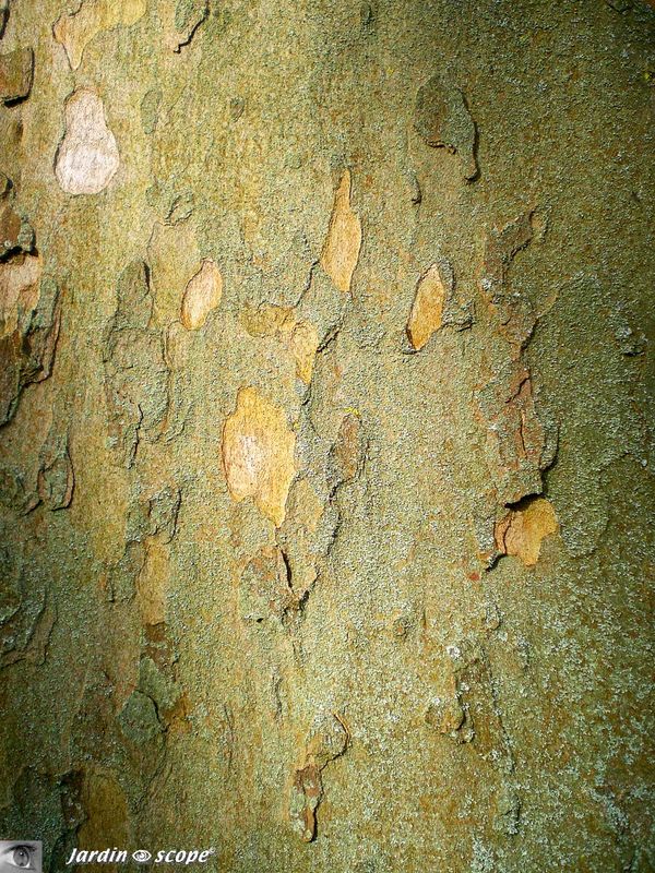 Platane à feuilles d'Érable • Platanus acerifolia • F. des Platanaceae
