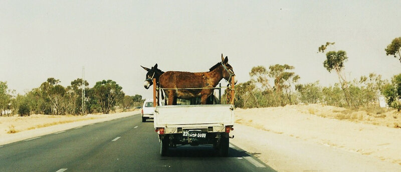 Sur la route de Djerba à Médénine
