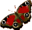 papillon9