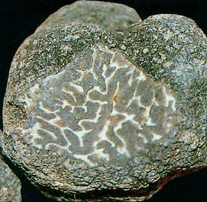 Truffe_du_Pi_mont1