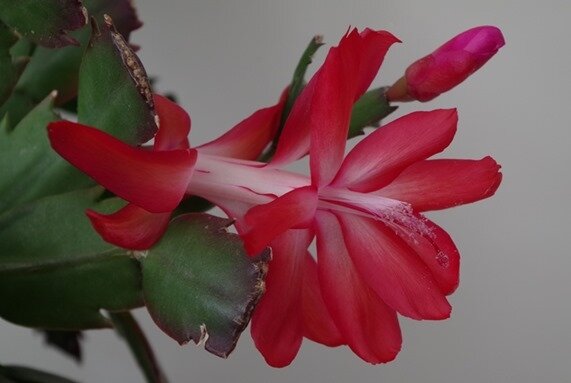 sclumbergera