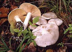 entolome