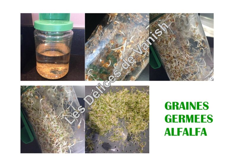 graines germées alfalfa, luzerne, bio